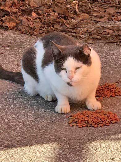 Feral Cat Traps Kansas